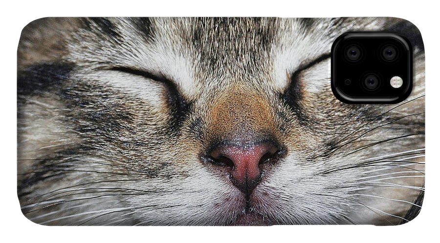 Be iPhone 11 Case featuring the photograph Happy Cat by JAMART Photography