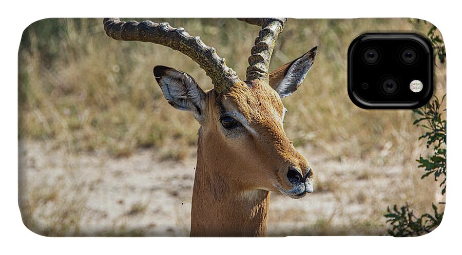 Impala iPhone 11 Case featuring the photograph Impala of Krueger by Douglas Wielfaert