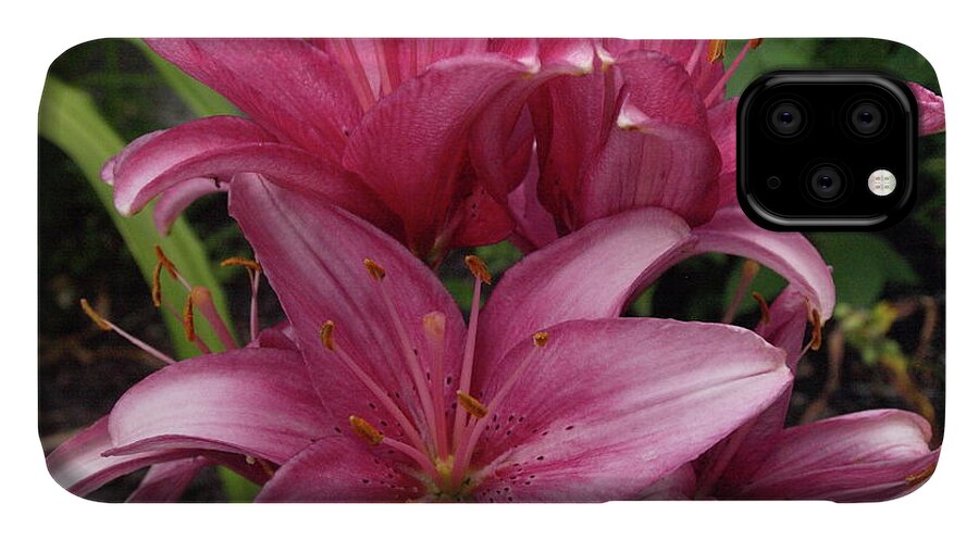 Lily iPhone 11 Case featuring the photograph Lilixplosion 5 by Jeffrey Peterson