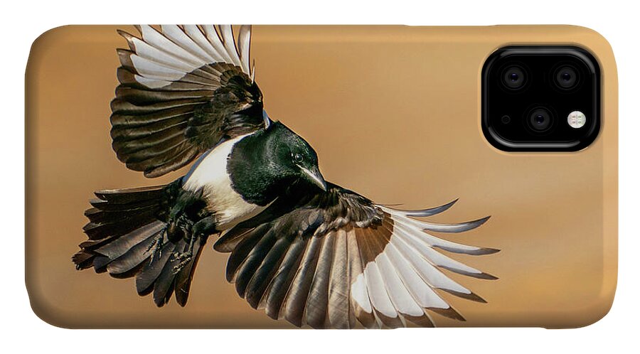 Magpie iPhone 11 Case featuring the photograph Magpie Beauty by Judi Dressler