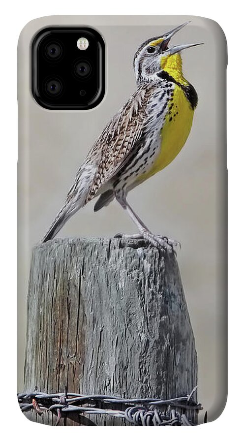 Meadowlark iPhone 11 Case featuring the photograph Montana Meadowlark's Spring Song by Jennie Marie Schell