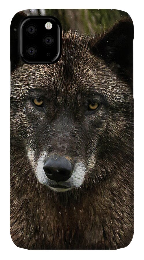 Black Wolf Wolves iPhone 11 Case featuring the photograph Niko portrait by Laura Hedien