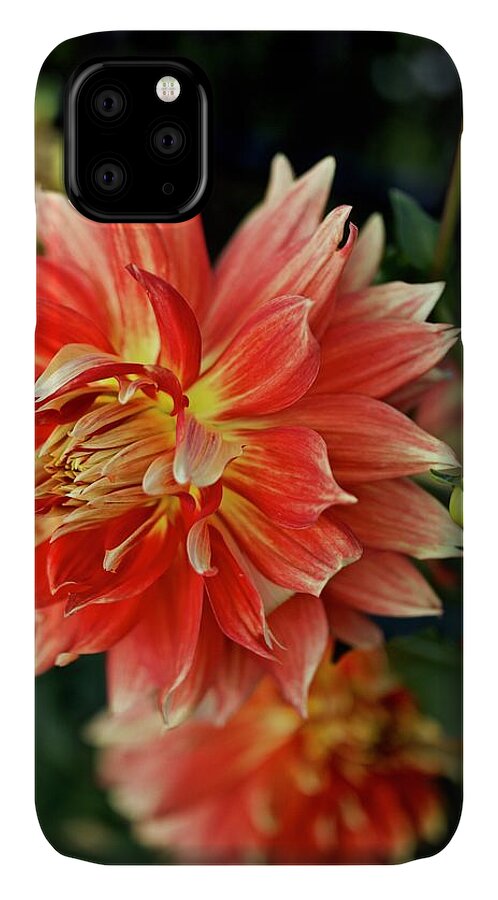 Dahlia iPhone 11 Case featuring the photograph OMG Dahlia by Todd Kreuter