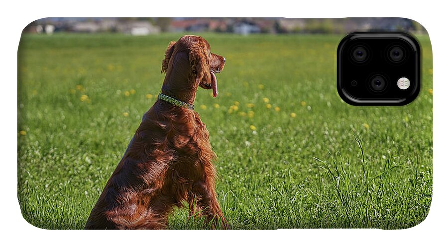 Irish Setter iPhone 11 Case featuring the photograph On the watch by Robert Krajnc