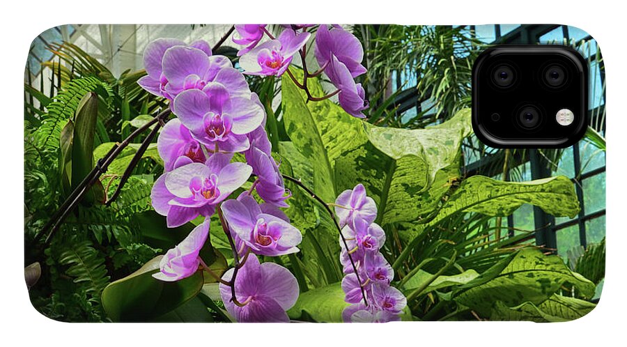 Orchids iPhone 11 Case featuring the photograph Orchids by Michael Frank