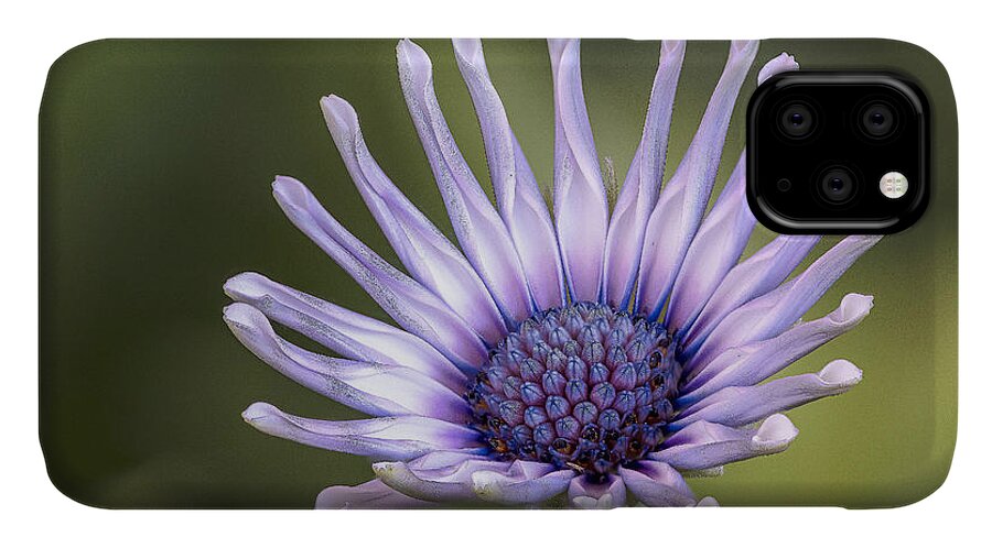 Daisy iPhone 11 Case featuring the photograph Osteospermum by Fred J Lord