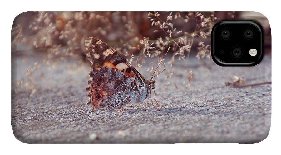 Painted-lady iPhone 11 Case featuring the photograph Painted Lady - Vanessa Cardui by Jaroslav Buna