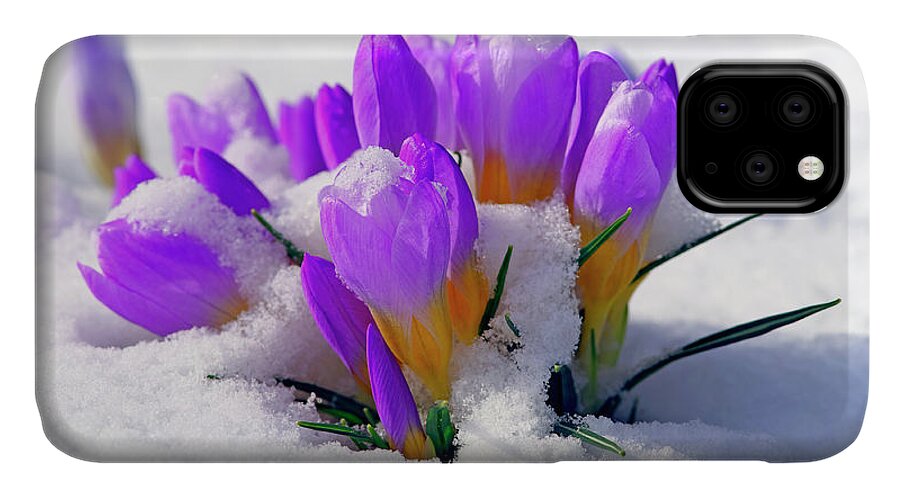 Crocuses iPhone 11 Case featuring the photograph Purple Crocuses in the Snow by Sharon Talson