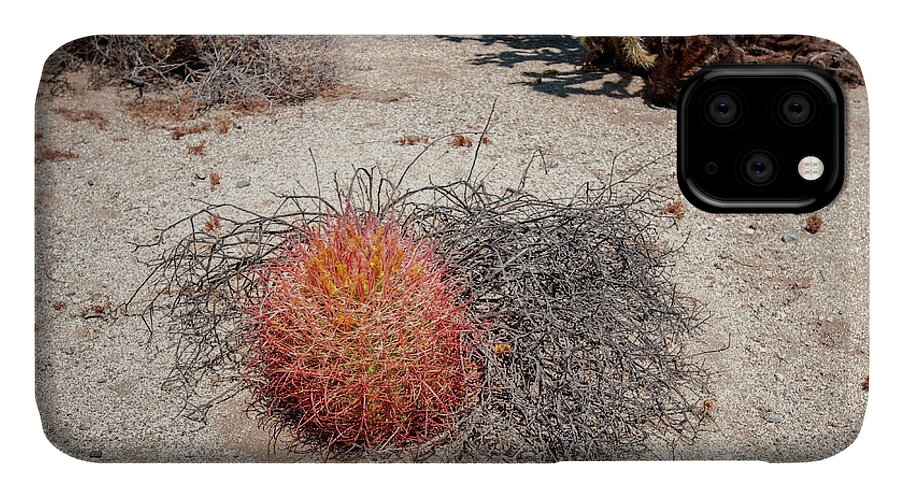 Anza-borrego Desert State Park iPhone 11 Case featuring the photograph Red Barrel Cactus and Mesquite by Mark Duehmig