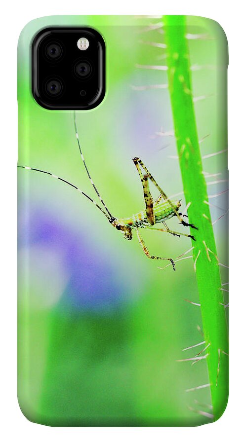 Green iPhone 11 Case featuring the photograph Say Hello To My Little Green Insect Friend by Don Northup