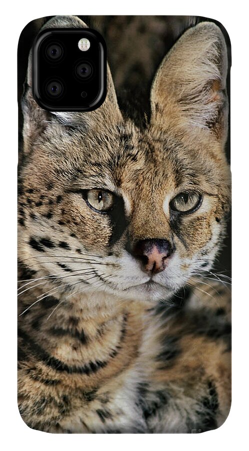 Dave Welling iPhone 11 Case featuring the photograph Serval Portrait Wildlife Rescue by Dave Welling