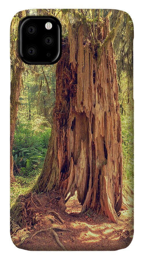 Stone iPhone 11 Case featuring the photograph Stump in the Rainforest by Kyle Lee