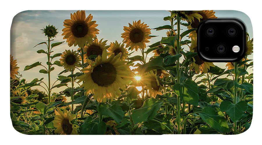1088 Jesse Place Elmira iPhone 11 Case featuring the photograph Sun and sunnflowers by Nick Mares