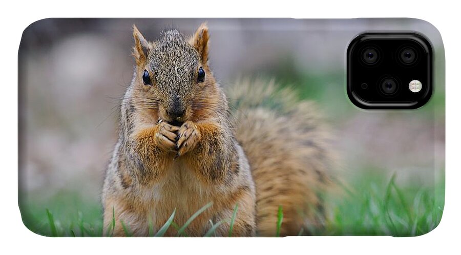 Fox Squirrel iPhone 11 Case featuring the photograph Super Cute Fox Squirrel by Don Northup