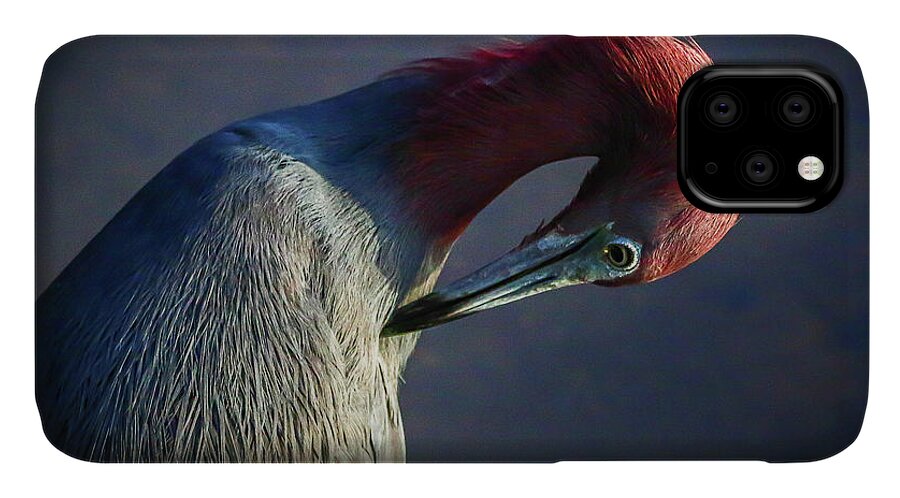 Heron iPhone 11 Case featuring the photograph Tricolor Preening by Tom Claud