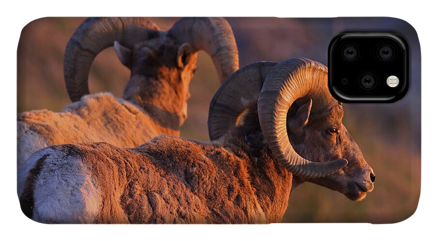 Bighorn Sheep iPhone 11 Case featuring the photograph Warm Touch by Kadek Susanto
