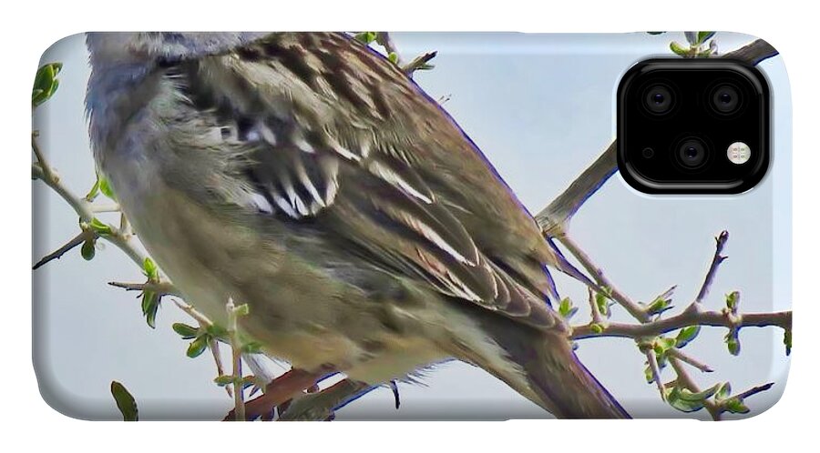 Affordable iPhone 11 Case featuring the photograph White-Crowned Sparrow on Creosote by Judy Kennedy