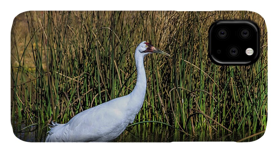 Crane iPhone 11 Case featuring the photograph Whooping Crane in Pond by Dawn Richards
