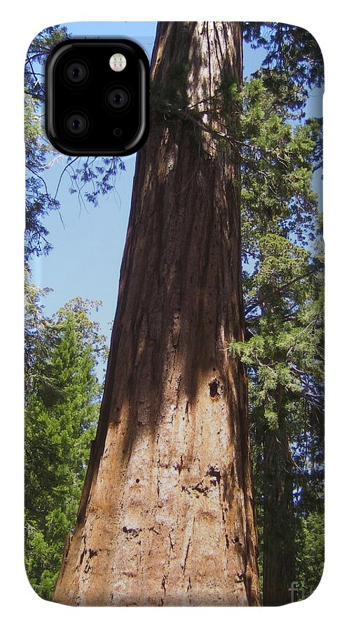 Yosemite iPhone 11 Case featuring the photograph Yosemite National Park Mariposa Grove Giant Ancient Tree by John Shiron