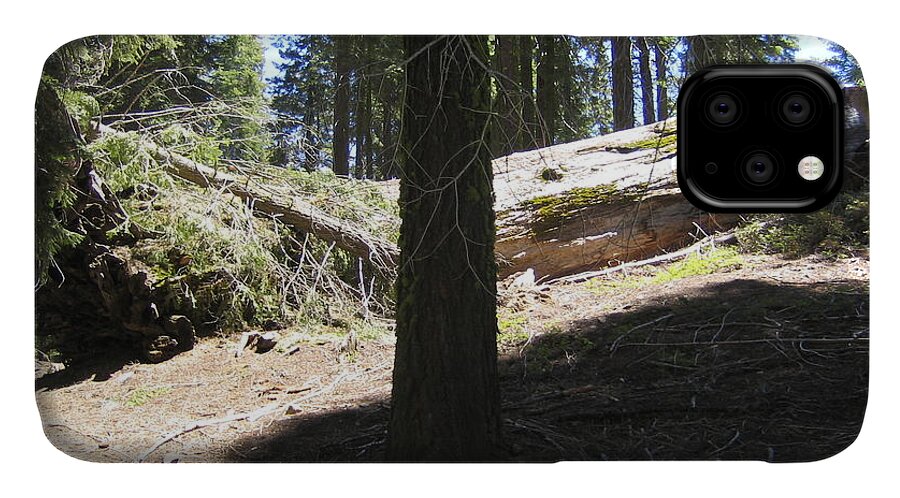 Yosemite iPhone 11 Case featuring the photograph Yosemite National Park Mariposa Tall Trees Burnt Trees by John Shiron
