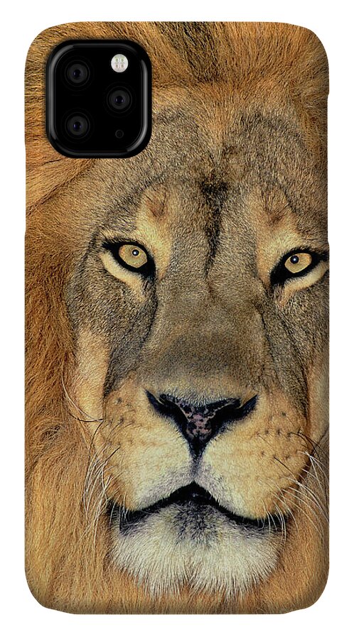 African Lion iPhone 11 Case featuring the photograph African Lion Portrait Wildlife Rescue by Dave Welling