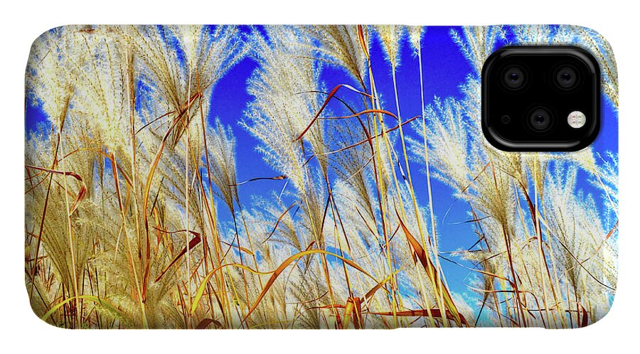 Pampas iPhone 11 Case featuring the photograph Autumn Pampas by Susie Loechler
