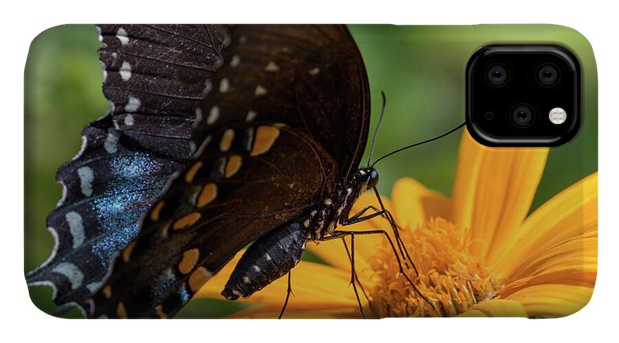 Black Swallowtail iPhone 11 Case featuring the photograph Black Swallowtail Drinking by Liza Eckardt
