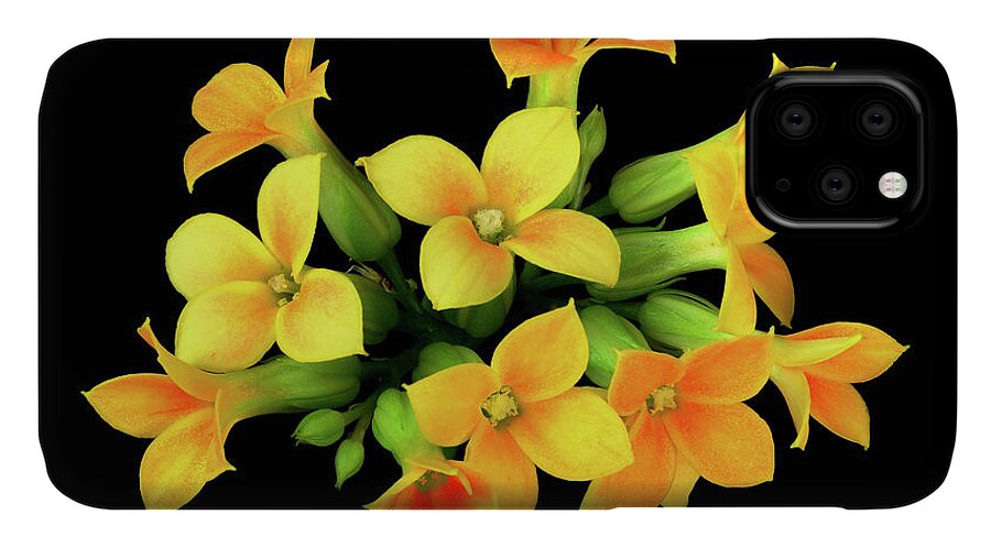 Kalanchoe iPhone 11 Case featuring the photograph Kalanchoe by Jim Hughes