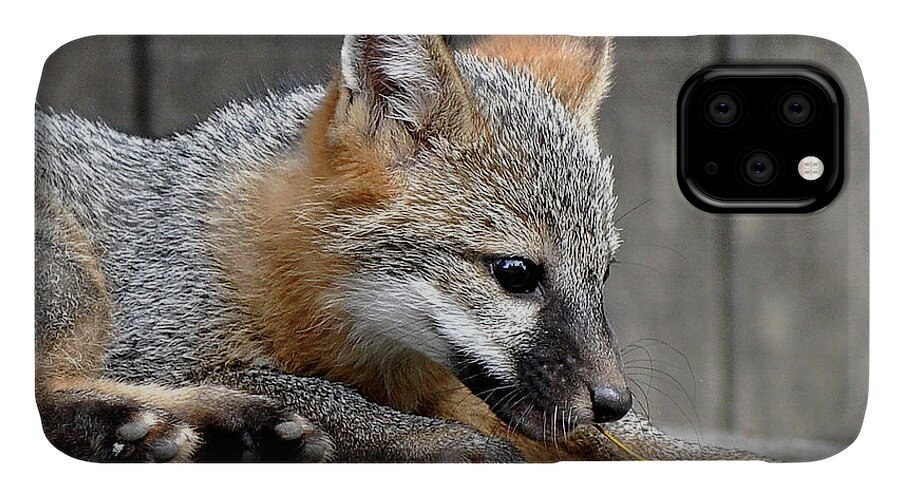 Kit Fox iPhone 11 Case featuring the photograph Kit Fox3 by Torie Tiffany