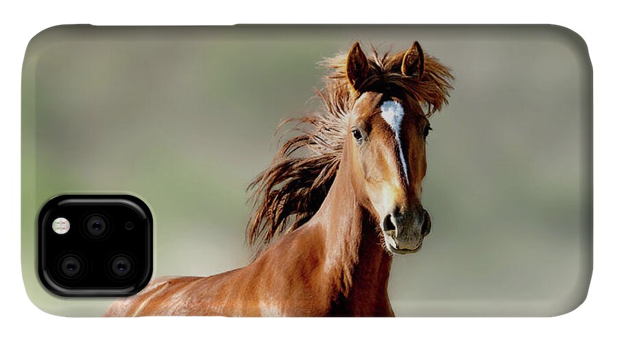 Horses iPhone 11 Case featuring the photograph Magnificent Mustang Wildness by Judi Dressler