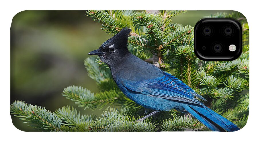 Cyanocitta Stellar iPhone 11 Case featuring the photograph Stellers Jay by Sharon Talson