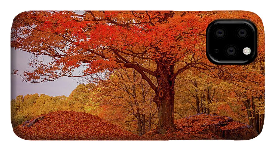 Peabody Massachusetts iPhone 11 Case featuring the photograph Sturdy Maple in Autumn Orange by Jeff Folger