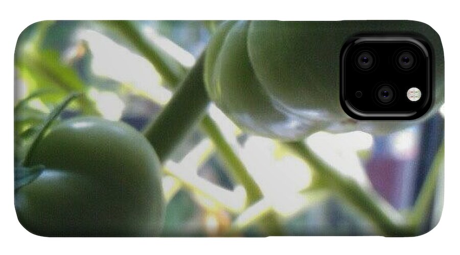 Instaprints iPhone 11 Pro Case featuring the photograph Green #tomatoes #instaprints by Abbie Shores