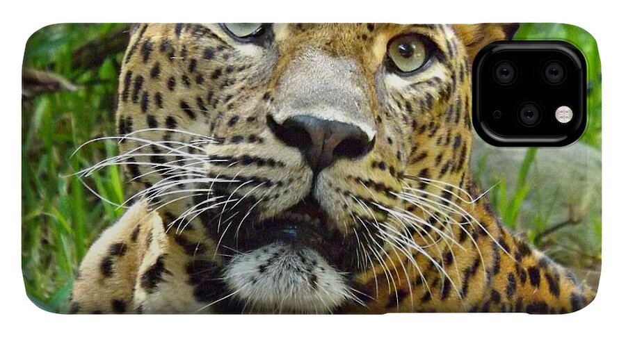 Leopard Face iPhone 11 Pro Max Case by Clare Bevan - Pixels