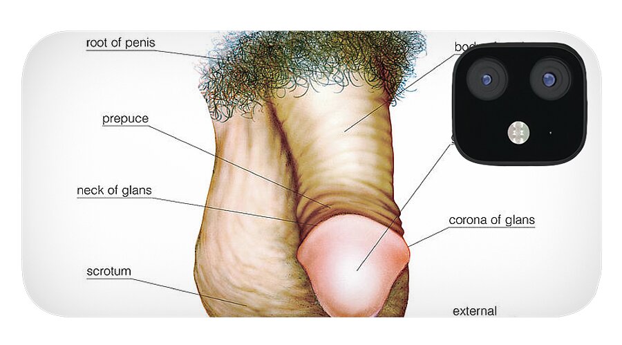 Male Genital System Iphone 12 Mini Case By Asklepios Medical Atlas Pixels