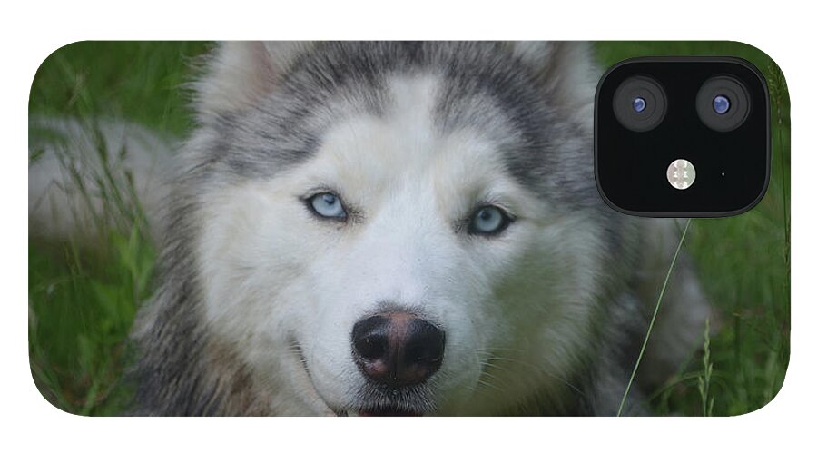 Siberian Husky Dog Face iPhone 12 Mini Case