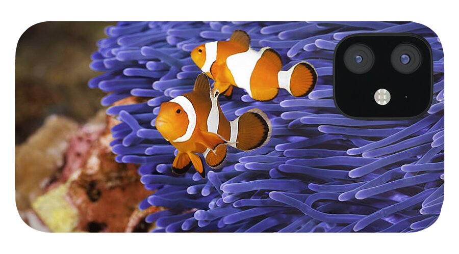  Anemone iPhone 12 Case featuring the photograph Ocellaris Clownfish by Anthony Totah