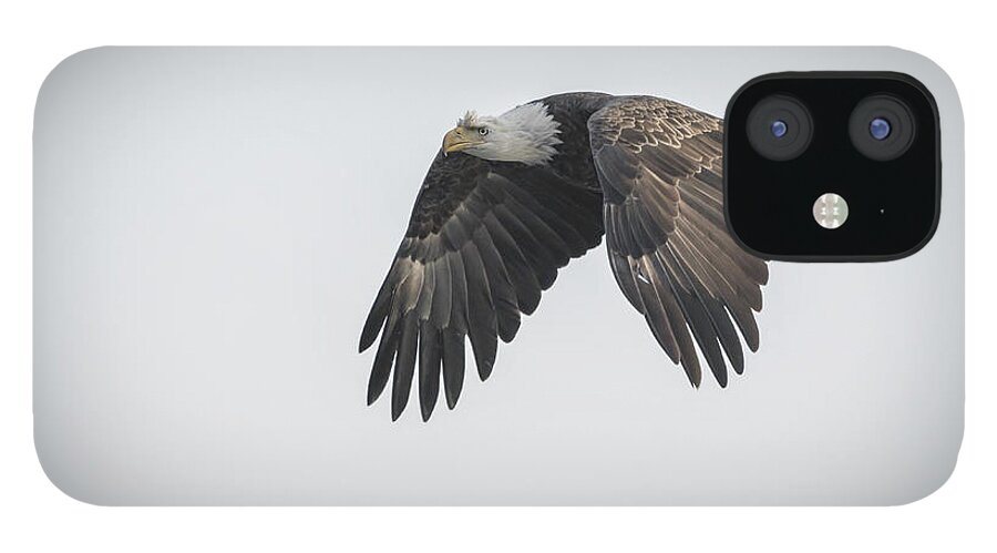 American Bald Eagle iPhone 12 Case featuring the photograph American Icon #2 by Thomas Young