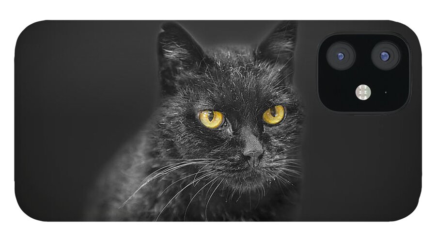 Animal iPhone 12 Case featuring the photograph Black Cat #1 by Peter Lakomy