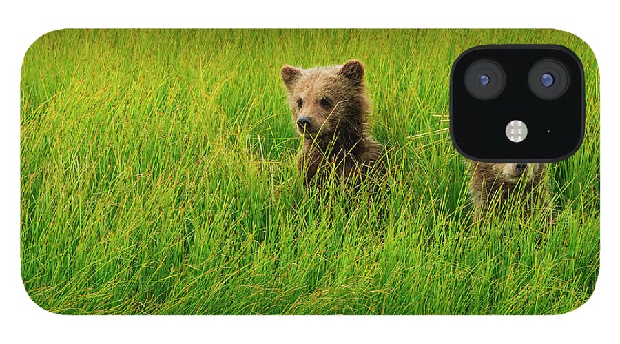 Brown Bear iPhone 12 Case featuring the photograph Brown Bear Cubs, Lake Clark National #1 by Mint Images/ Art Wolfe