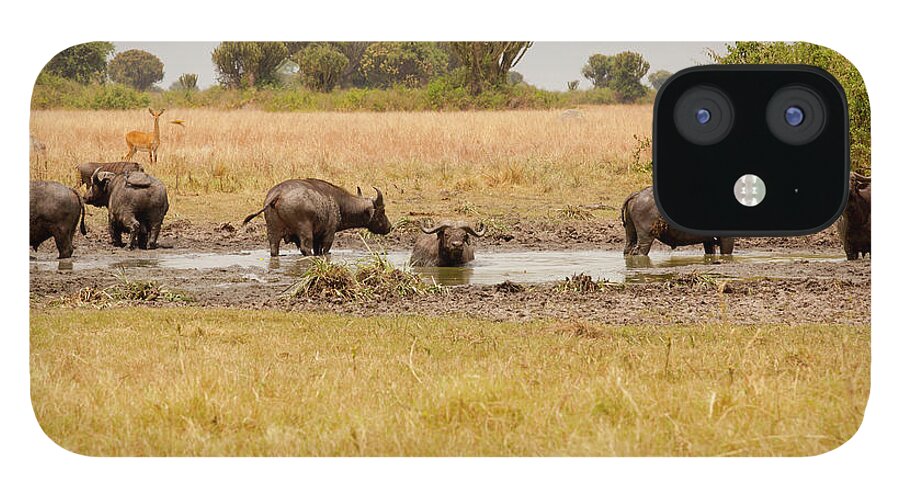 African Buffalo iPhone 12 Case featuring the photograph Buffaloes In Queen Elizabeth National #1 by 1001slide