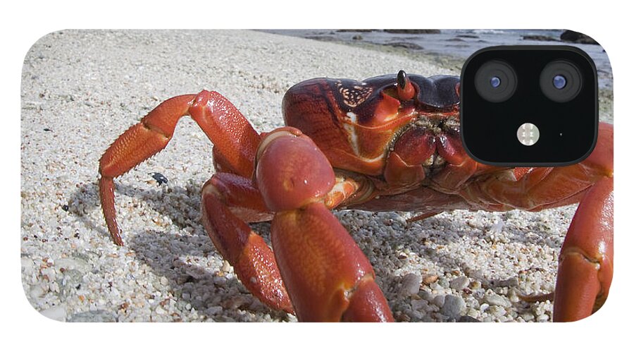 Flpa iPhone 12 Case featuring the photograph Christmas Island Red Crab Migation #1 by Colin Marshall