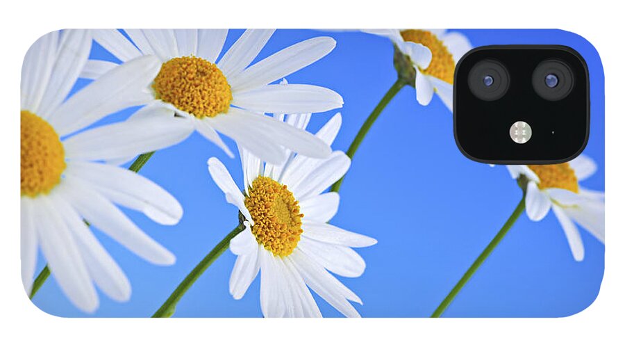 Daisy iPhone 12 Case featuring the photograph Daisy flowers on blue background by Elena Elisseeva