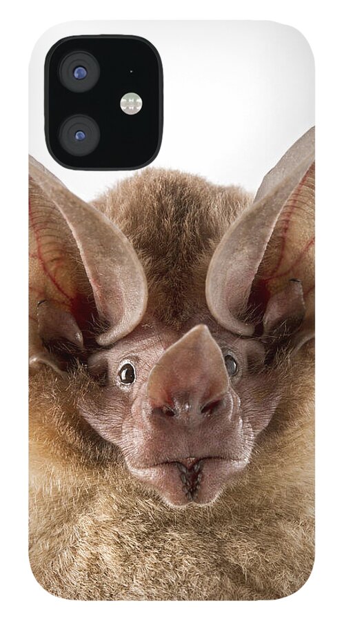Feb0514 iPhone 12 Case featuring the photograph Dorbignys Round-eared Bat Suriname #1 by Piotr Naskrecki