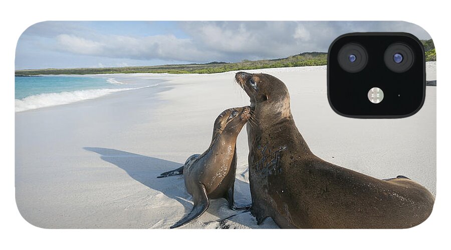 534092 iPhone 12 Case featuring the photograph Galapagos Sealions On Beach Galapagos #1 by Tui De Roy