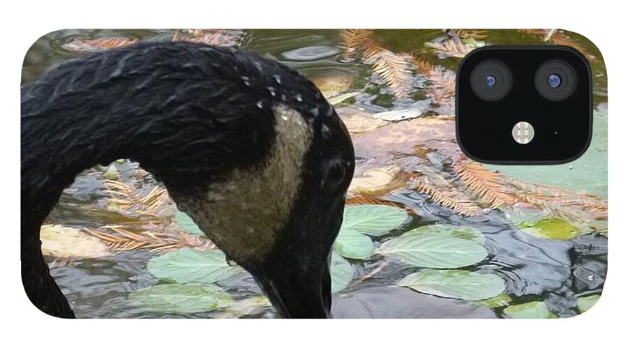Goose Eating iPhone 12 Case featuring the photograph Goose #1 by Jane Ford