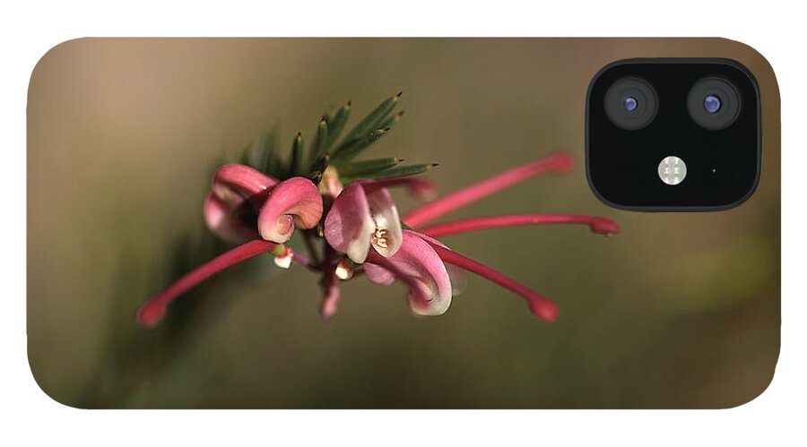 Australian iPhone 12 Case featuring the photograph Grevillea Flower #1 by Joy Watson