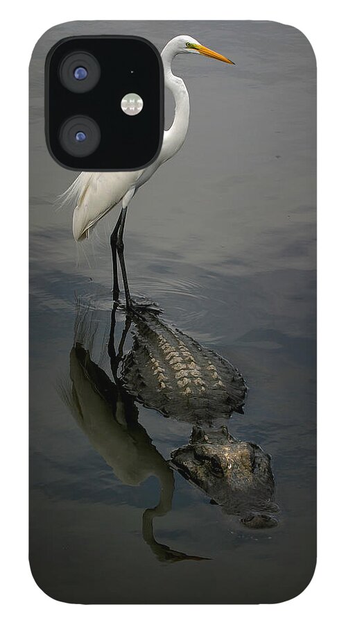 Alligator iPhone 12 Case featuring the photograph Hitch Hiker by Anthony Jones