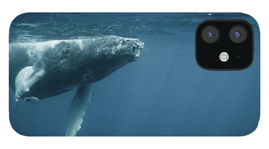 Underwater iPhone 12 Case featuring the photograph Humpback Calf #1 by Kerstin Meyer