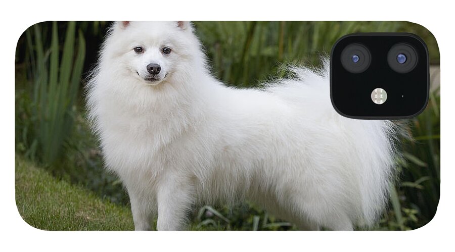 Japanese Spitz Dog Iphone 12 Case For Sale By Jean Michel Labat